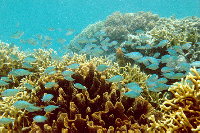 Diving at Koh Phi Phi, Thailand