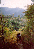 Trekking near Chiang Mai